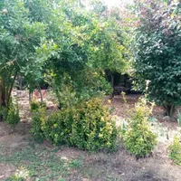 اجاره روزانه ویلا سویت شبانه +پارکینگ|اجارهٔ کوتاه‌مدت ویلا و باغ|رشت, جانبازان|دیوار