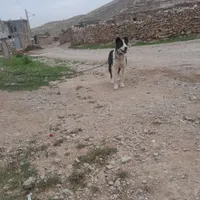 سگ گله و نگهبان|سگ|چناران, |دیوار