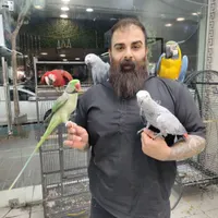 کاسکو آرا ماکائو دستی سخنگو طوطی خرید فروش معاوضه|پرنده|تهران, نارمک جنوبی|دیوار