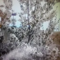 باغچه متراژ ۱۴۰۰خانه ویلایی ۷۰متری کردان آرده|فروش خانه و ویلا|تهران, مجیدیه|دیوار