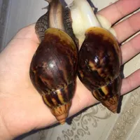 جوجه حلزون جید و آلبینو و ملزومات نگهداری