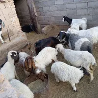 کهره و گوسفند|حیوانات مزرعه|کرمان, |دیوار