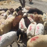 نژاد مغان وکردستان گوسفند زنده غرب تهران زنده قپان