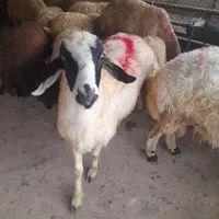 گوسفند زنده پرواری