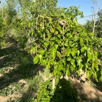 باغچه ۵۰۰متری/زرنان پایین/با درختان مثمر وباصفا|فروش زمین و ملک کلنگی|تهران, سعیدآباد|دیوار