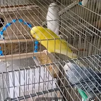مرغ عشق انگلیسی  با تخم و جوجه|پرنده|تهران, فرودگاه مهرآباد|دیوار