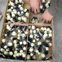 فروش جوجه سلطان عثمانی و برهما