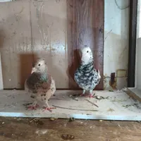 سرور جفت نر ماده پرشی