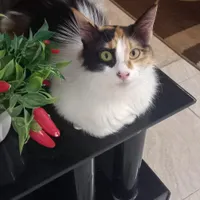 واگذاری گربه خوشکل و حرف گوش کن