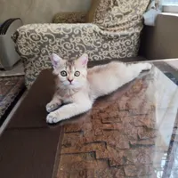 فروش گربه ناز ،مهربون وبانمک