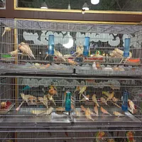 فروش انواع قناری مرغ عشق فنچ گلبسر