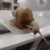 حلزون آچاتینا