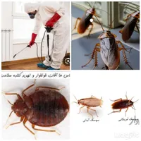 سمپاشی با ضمانت کتبی سم پاشی ساس سوسک بدون شستشو