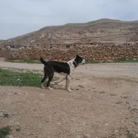 سگ گله و نگهبان|سگ|چناران, |دیوار