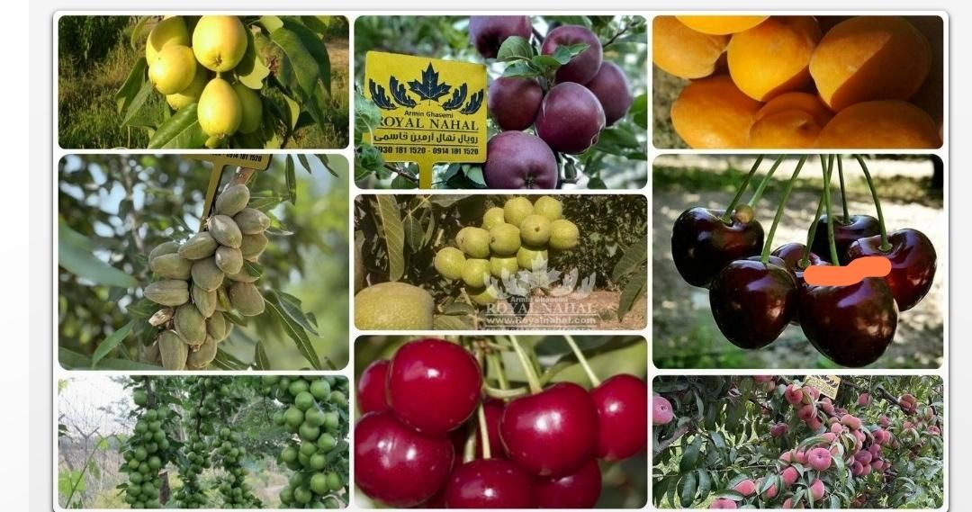 خریدار تره‌بار سردرختی زردآلو گیلاس میوه گوجه خیار|خدمات باغبانی و درختکاری|تهران, شهرک شریعتی|دیوار