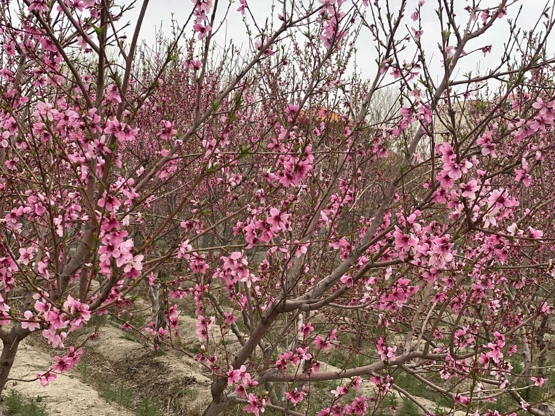۱۵۰۰ متر باغ سند تک برگ آماده ساخت|فروش زمین و ملک کلنگی|تهران, شهرک غرب|دیوار