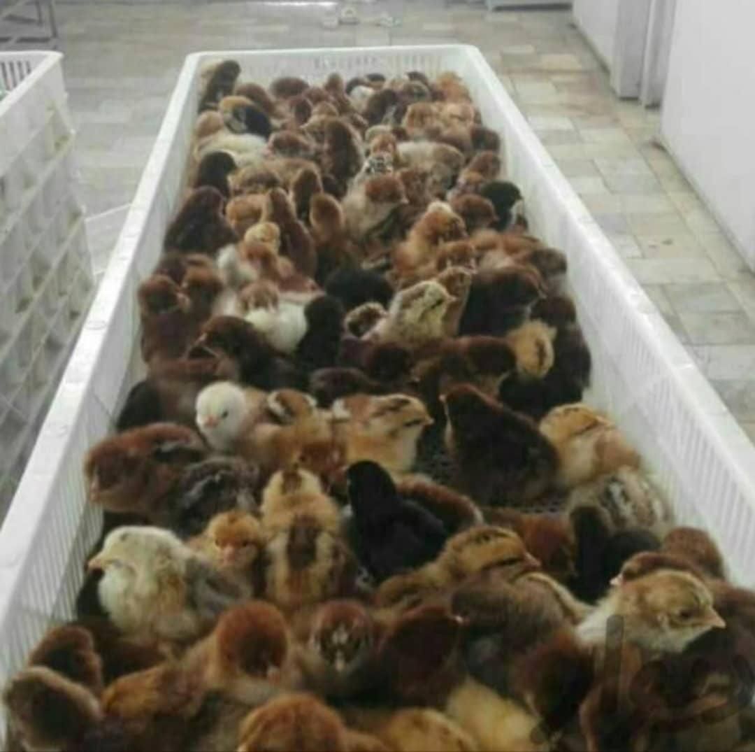 جوجه گلپایگان درجه یک|حیوانات مزرعه|ساری, |دیوار