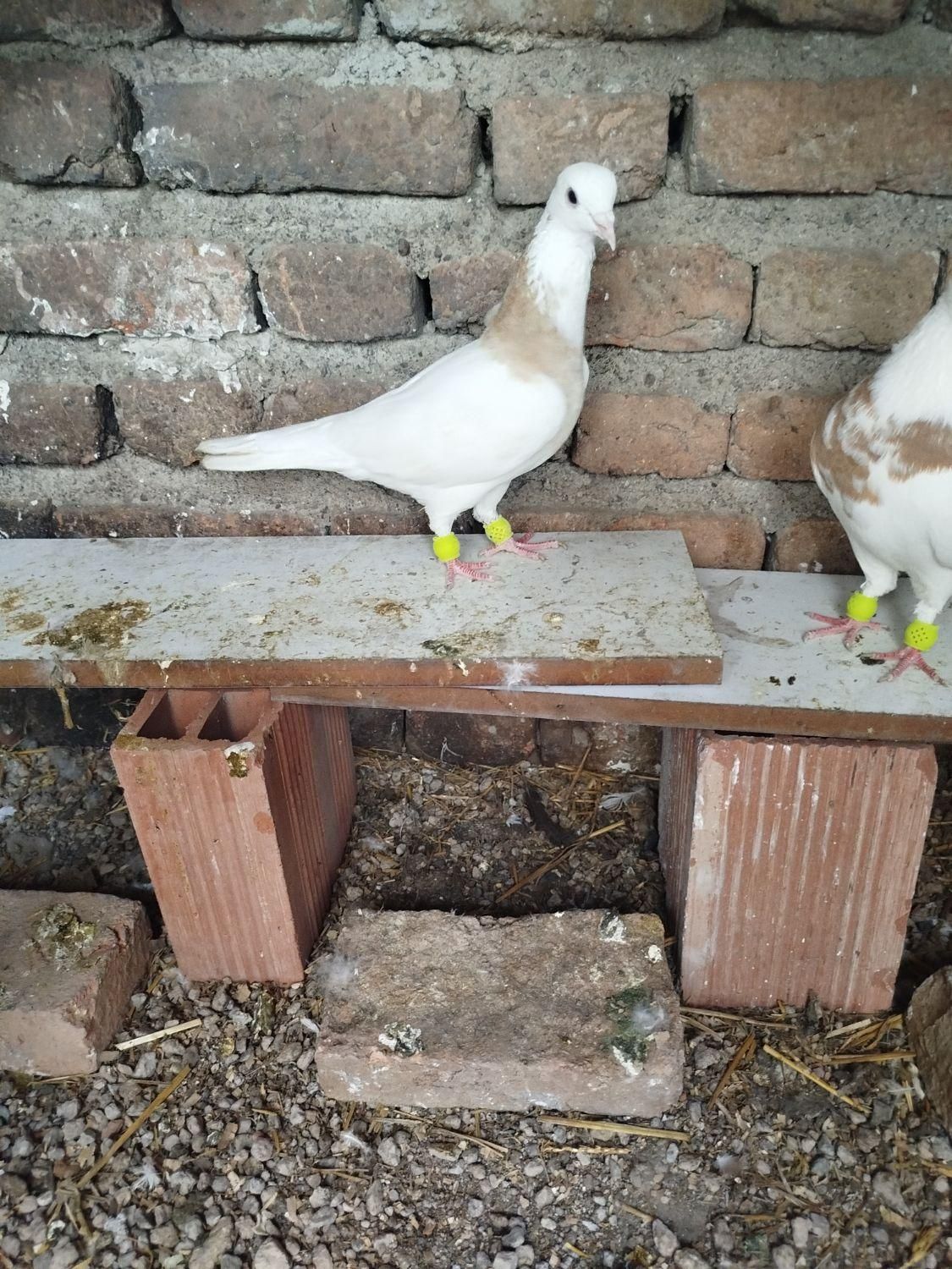 کلفه زرد|پرنده|اردکان, |دیوار