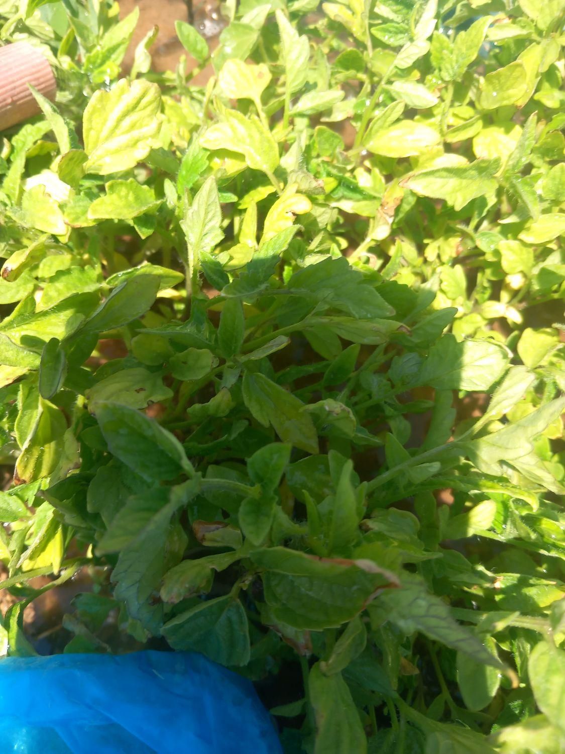 نشاء گوجه|خدمات باغبانی و درختکاری|ابهر, |دیوار
