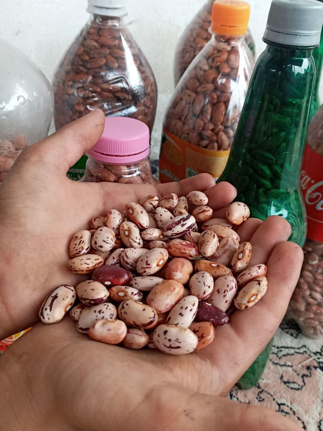 انواع لوبیا|خوردنی و آشامیدنی|املش, |دیوار
