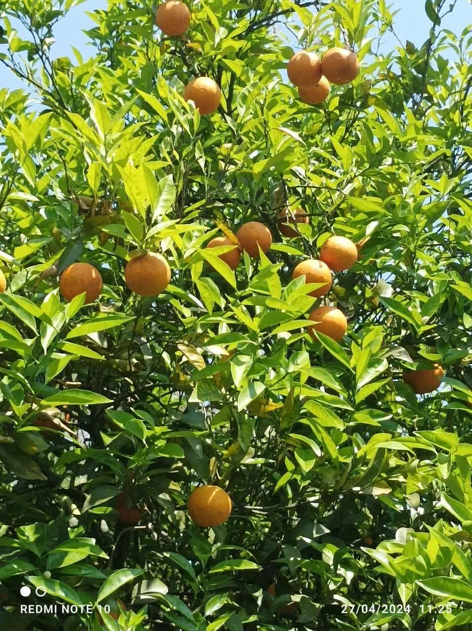 فروش پرتقال تازه چین خونی|خوردنی و آشامیدنی|تهران, امیریه|دیوار