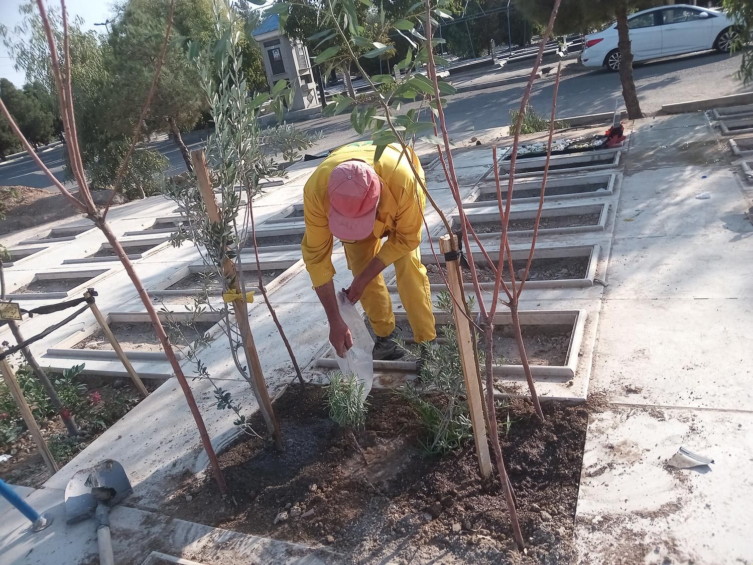 سرقبر کنارقبر سرمزار کاشتن نهال درخت گل وگیاه در|خدمات باغبانی و درختکاری|تهران, باغ خزانه|دیوار