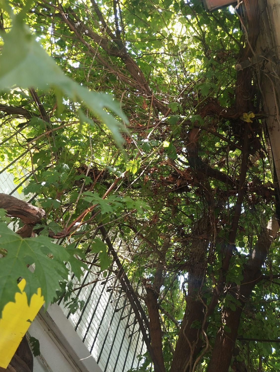 پانسیون خوابگاه دخترانه کارمندی واقع در تجریش|اجارهٔ کوتاه‌مدت آپارتمان و سوئیت|تهران, منیریه|دیوار