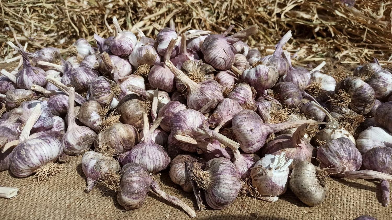 سیر بذری شاهیندژ|عمده‌فروشی|شاهین دژ, |دیوار