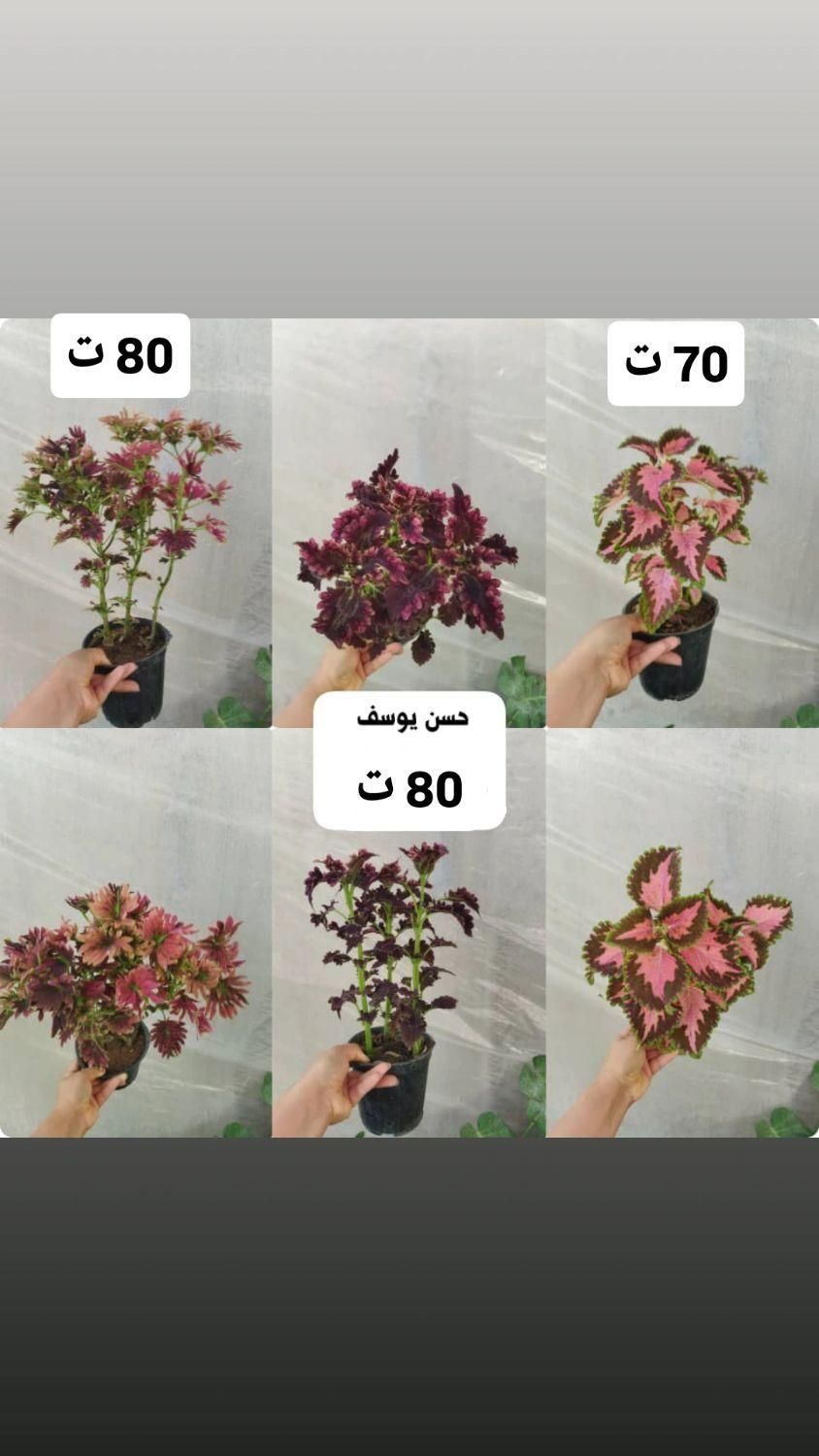گل و گیاه طبیعی|گل و گیاه طبیعی|بندر گناوه, |دیوار