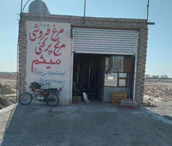 مرغ گوشتی شهرستان|حیوانات مزرعه|زابل, |دیوار