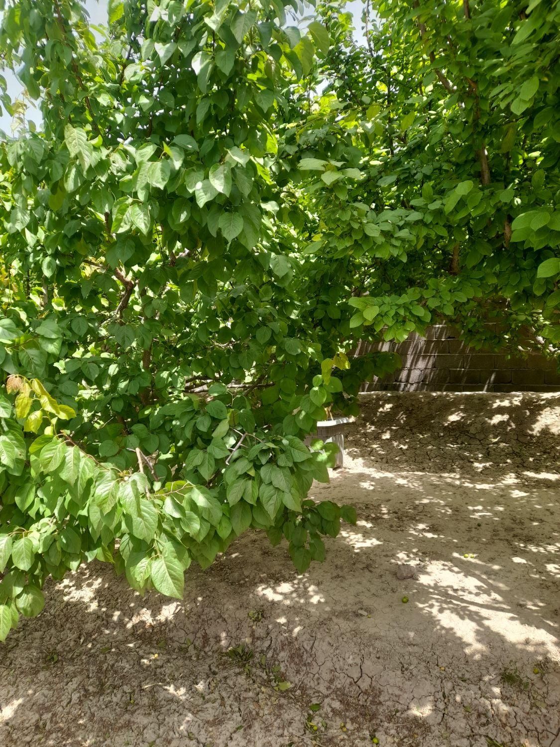 باغ و باغچه ۱۵۴ متری / چسبه بافته مسکونی|فروش زمین و ملک کلنگی|تهران, امیریه|دیوار