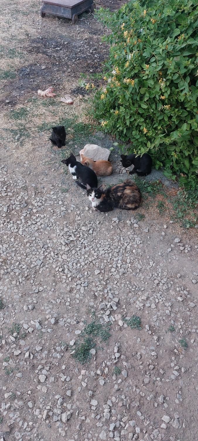گربه|گربه|کرمانشاه, |دیوار