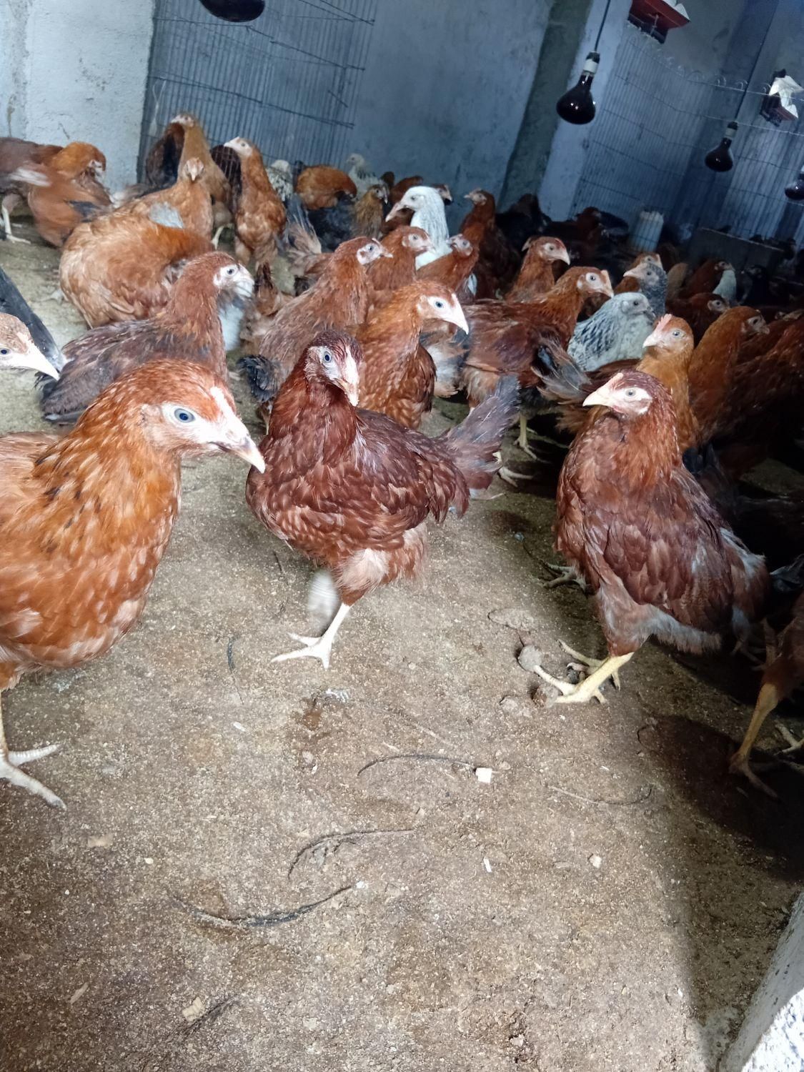 نیمچه مرغ و خروس محلی گلپایگانی ۳ماهه(تخم گزار)|حیوانات مزرعه|رشت, یخسازی|دیوار
