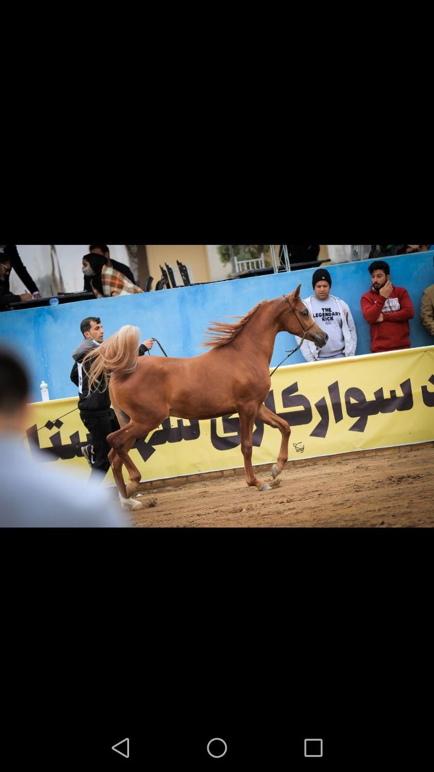 نریان کره کنز الناصر دو سر وارداتی|اسب و تجهیزات اسب‌سواری|تهران, آرژانتین|دیوار