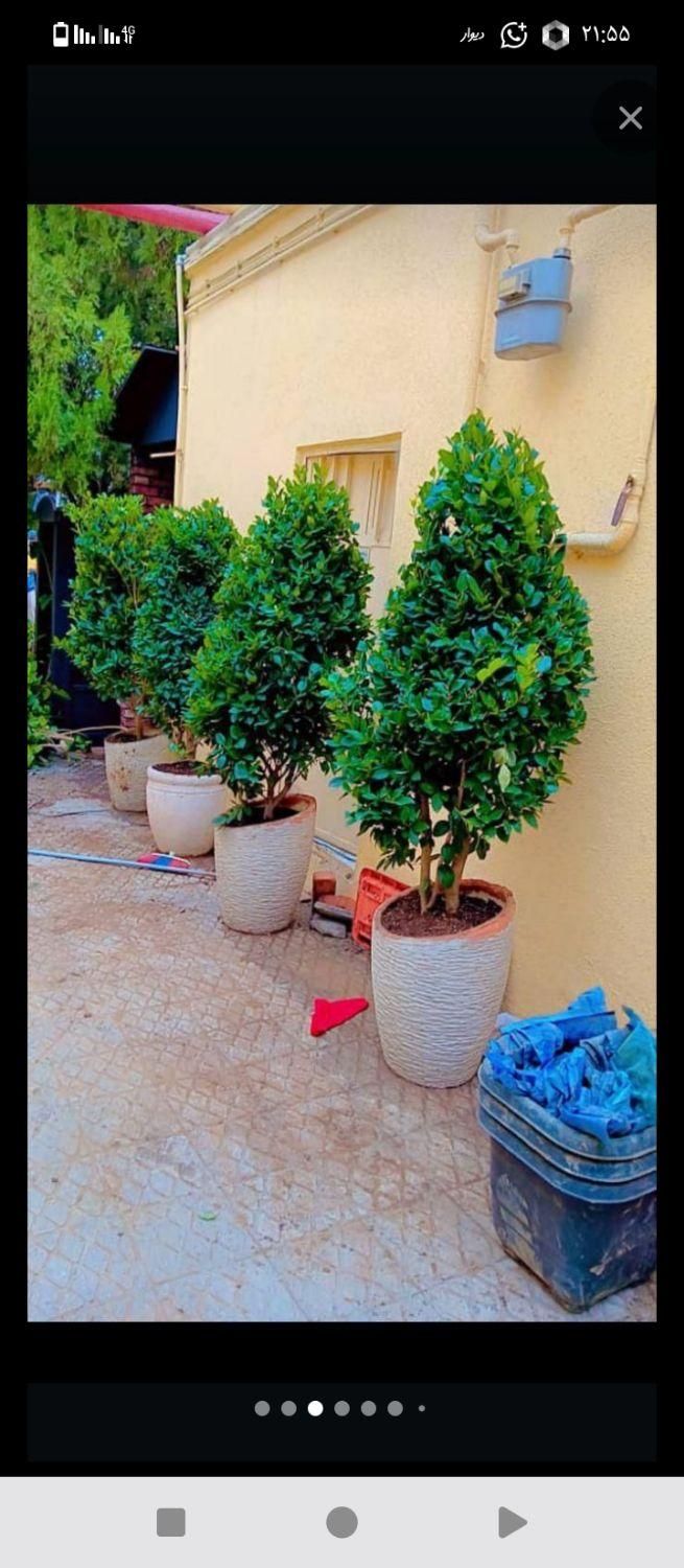 خدمات باغبانی گلکاری باغچه تعویض خاک گل شخم سمپاشی|خدمات باغبانی و درختکاری|تهران, جنت‌آباد جنوبی|دیوار
