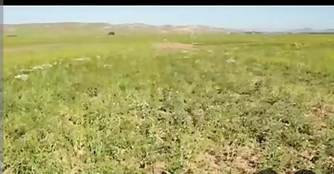 فروش کاه سبز نخود|لوازم جانبی حیوانات|خمین, |دیوار