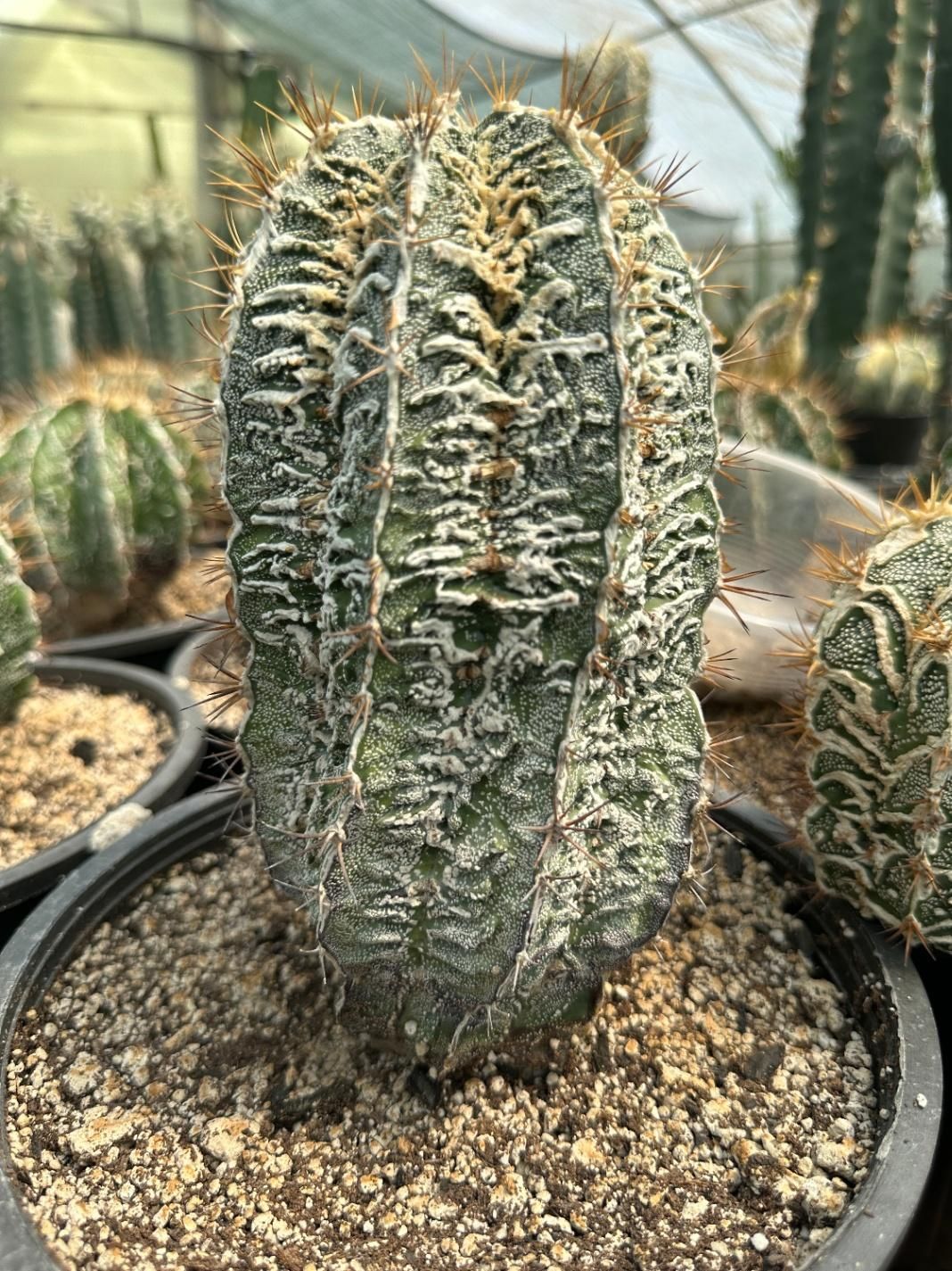 کاکتوس کلکسیونی Cactus|گل و گیاه طبیعی|تهران, آذری|دیوار