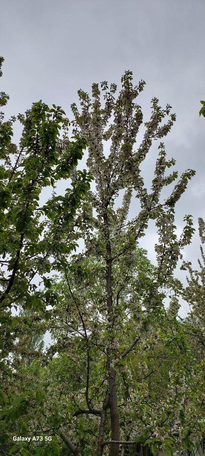 خانه نقلی،کلنگی ۷۳ متری روستای توریستی سنگان|فروش خانه و ویلا|تهران, شهران شمالی|دیوار