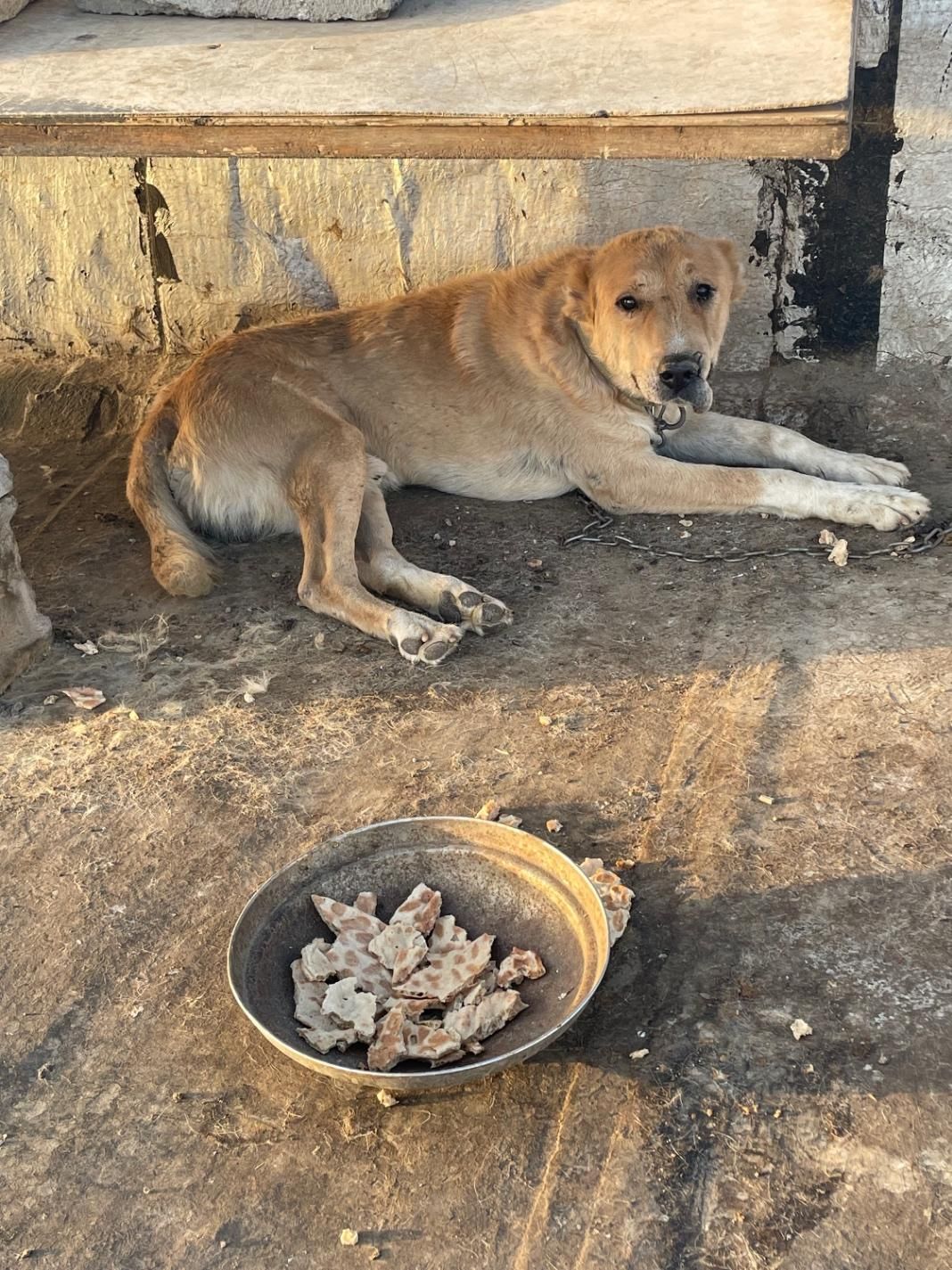 سگ نگهبان|سگ|قم, بیانی|دیوار