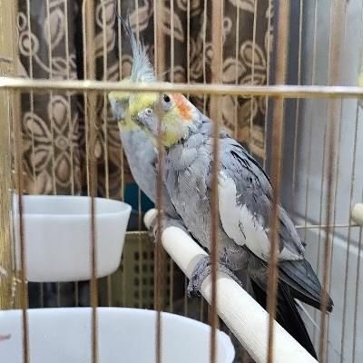 عروس هلندی نر|پرنده|شاهرود, |دیوار