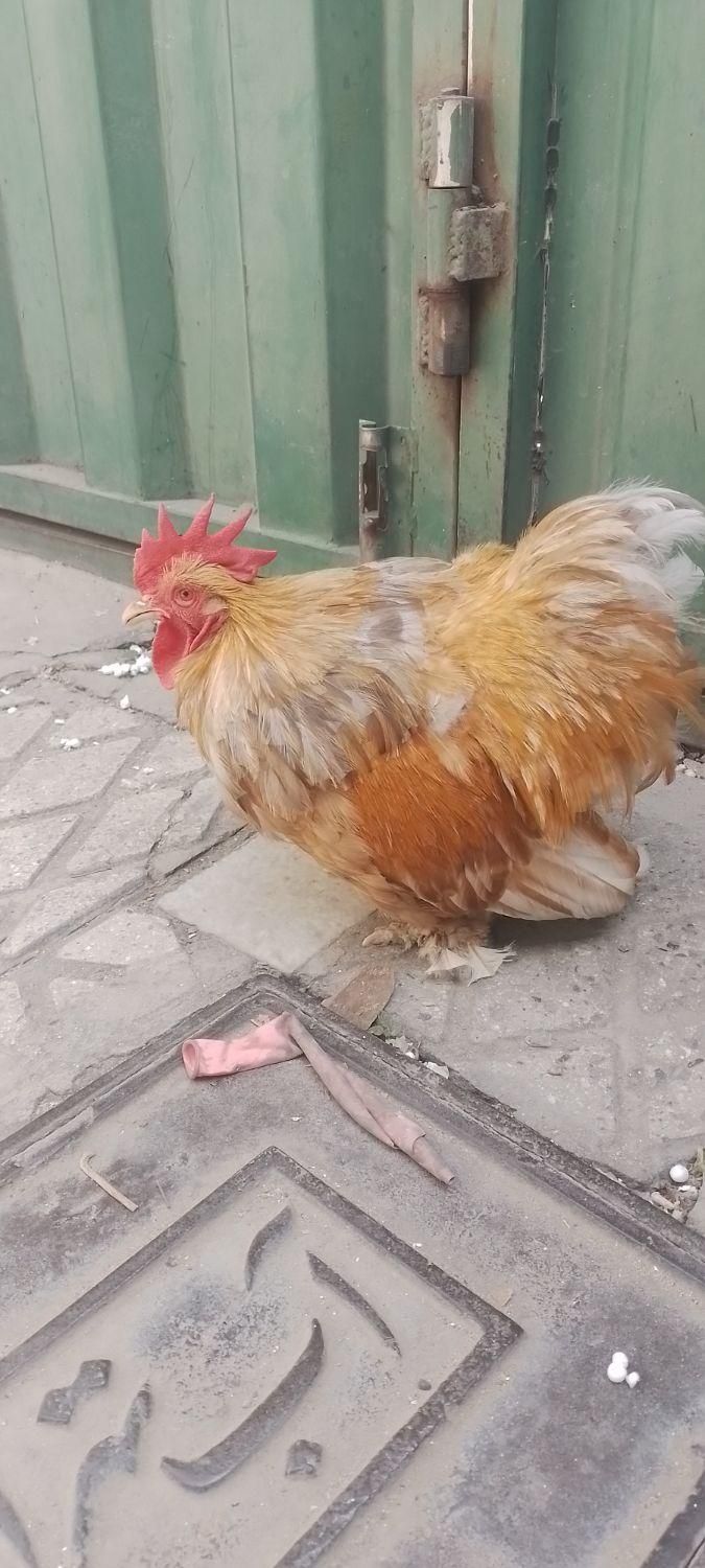 خروس‌کوشین‌ بوف‌ متلد|پرنده|تهران, خانی‌آباد نو|دیوار