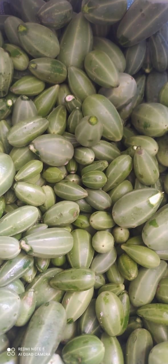 فروش 50کیلو،گلک لگجین تازه جهت ترشی|خوردنی و آشامیدنی|کازرون, |دیوار