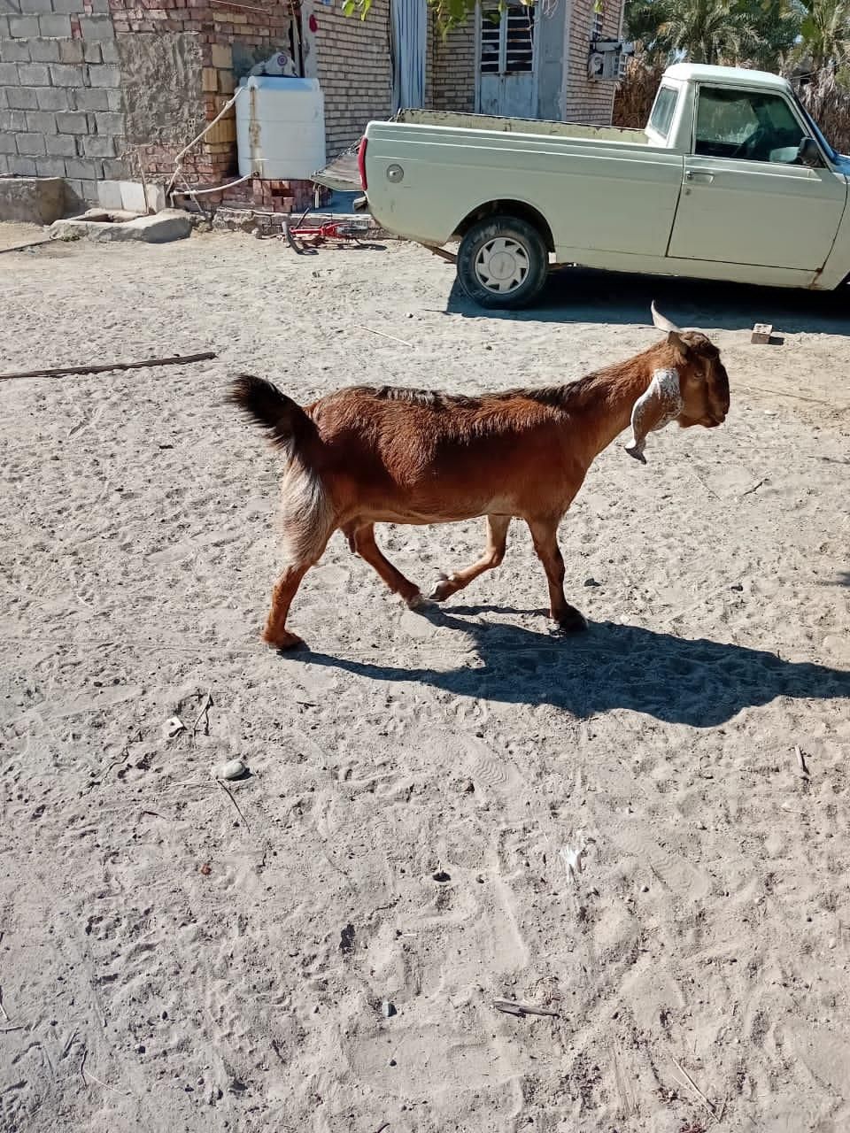 گاو و بزپاکستانی|حیوانات مزرعه|بلوک, |دیوار