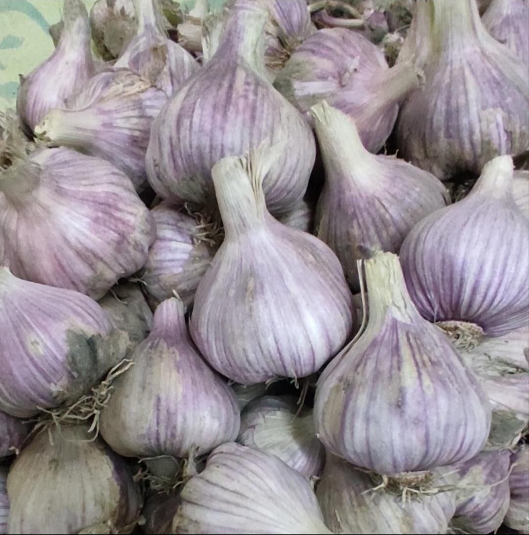 سیر قرمز ارگانیک شهرستان بشاگرد|خوردنی و آشامیدنی|تهران, اقدسیه|دیوار