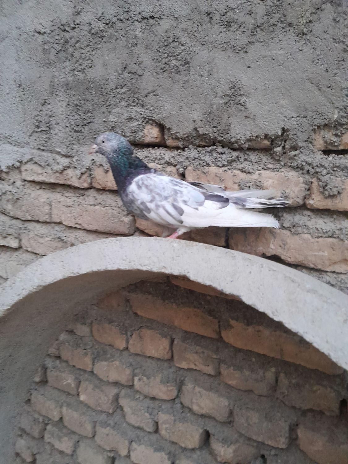کبوتر پاکستانی معاوضه با دورگ|پرنده|آق قلا, |دیوار