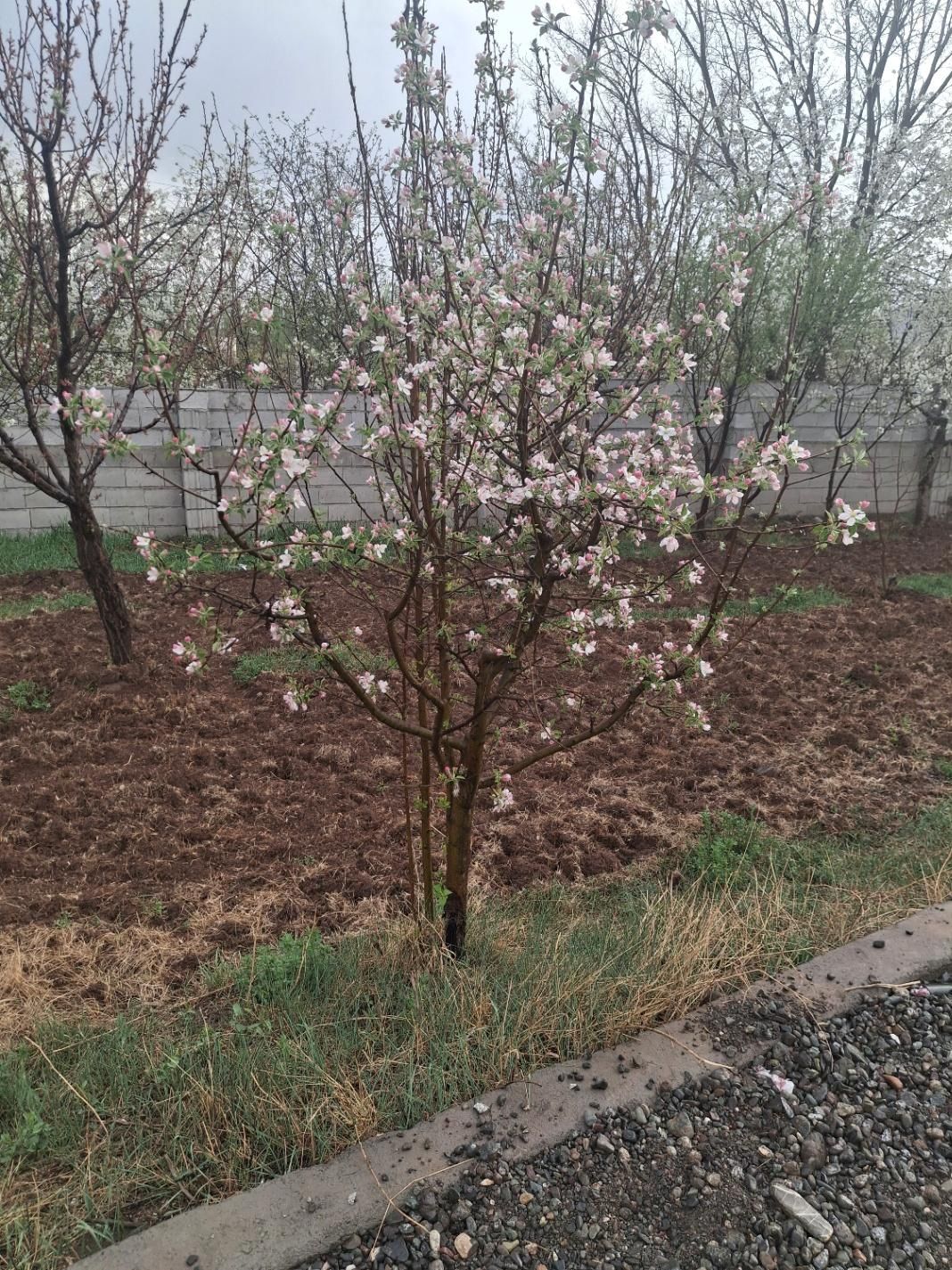فروش باغ|فروش خانه و ویلا|خوی, |دیوار