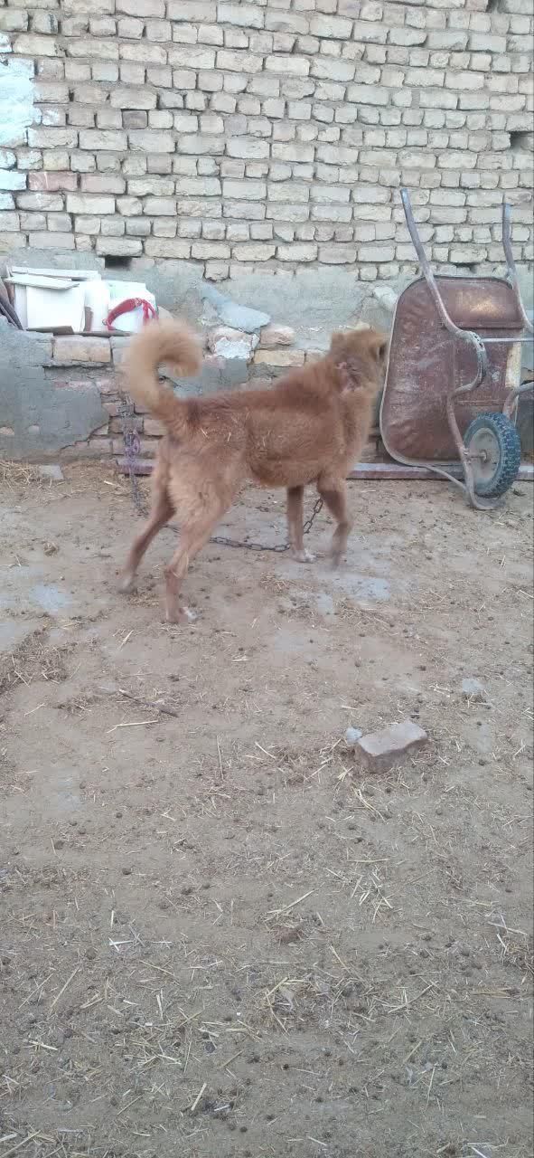 سگ.|سگ|گلپایگان, |دیوار