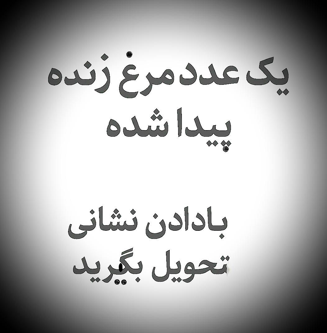 مرغ پیدا شده در جوی آباد|حیوانات|خمینی‌شهر, |دیوار