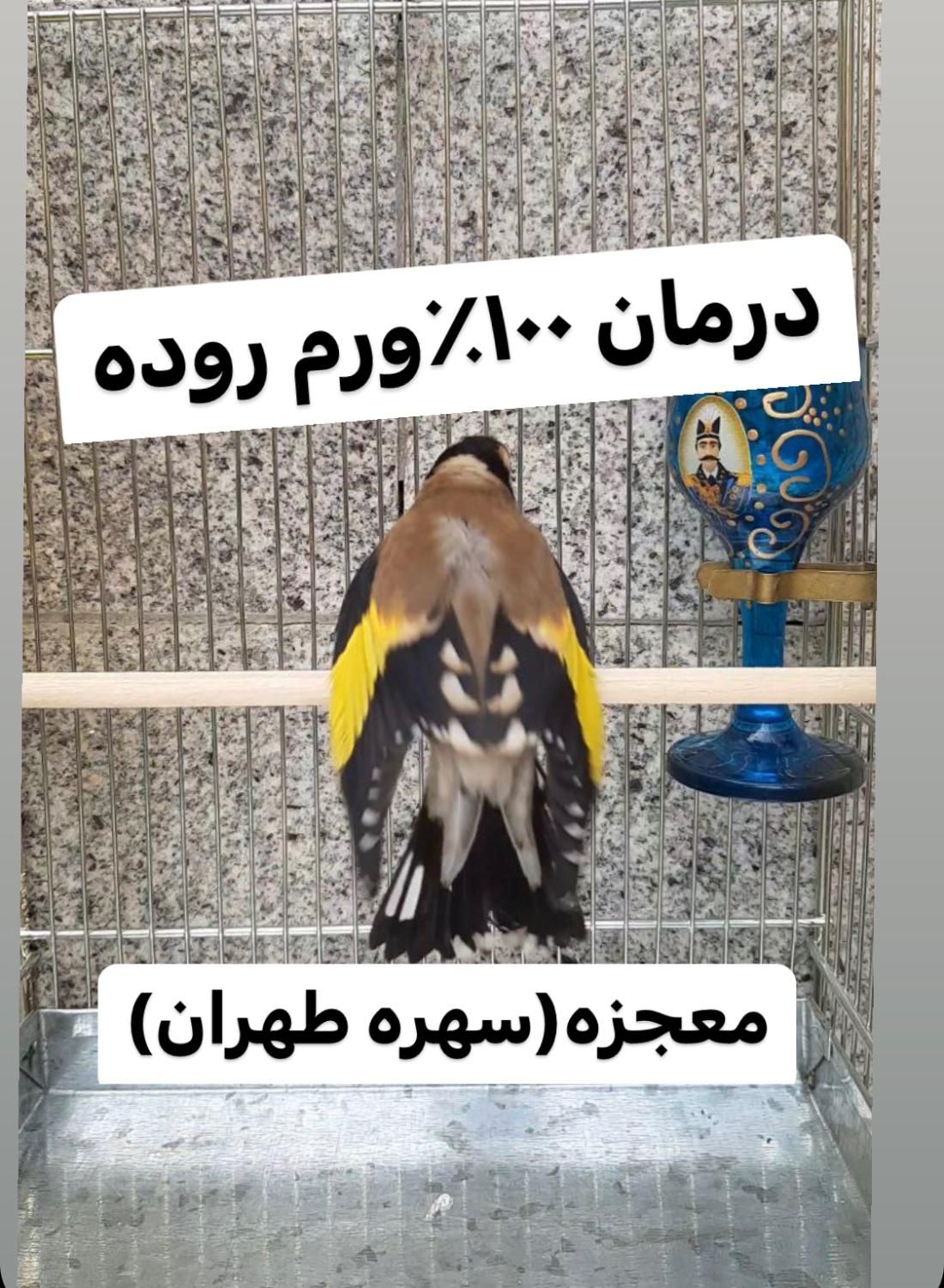 سهره قناری گلدین کبوتر کاسکو|پرنده|تهران, آبشار|دیوار