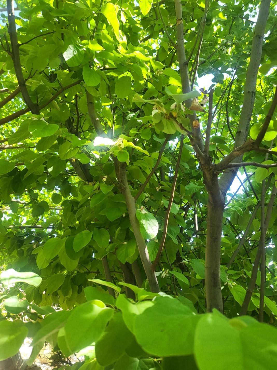 باغچه ۱۵۴۵ متری دارای ۵۰ درخت ثمری سیب گردو و هلو|فروش زمین و ملک کلنگی|شیراز, گویم|دیوار